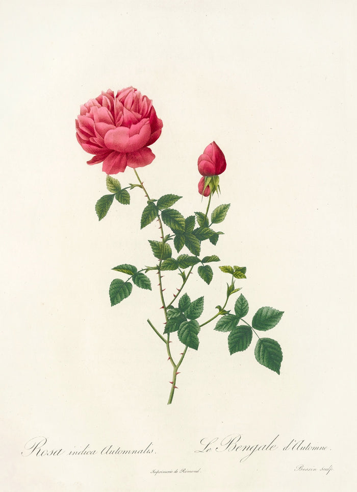 Rosa Indica Automnalis by Pierre Joseph Redouté, 1817