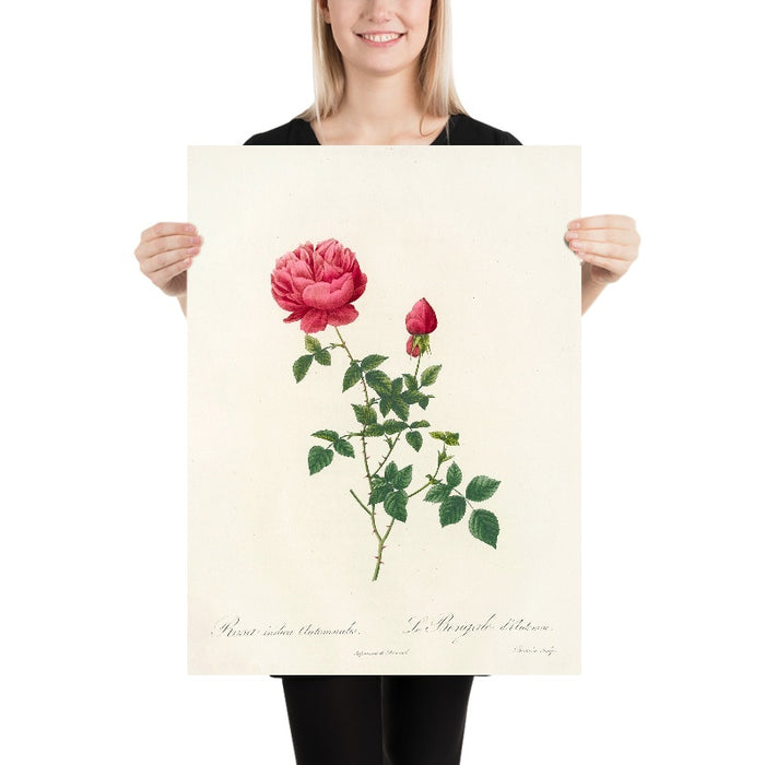 Rosa Indica Automnalis by Pierre Joseph Redouté, 1817