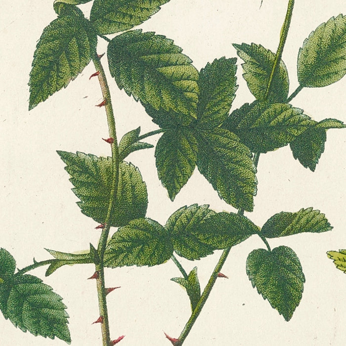 Rosa Indica Automnalis by Pierre Joseph Redouté, 1817