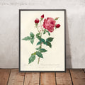 A framed image of Rosa indica by Pierre Joseph Redouté, 1817