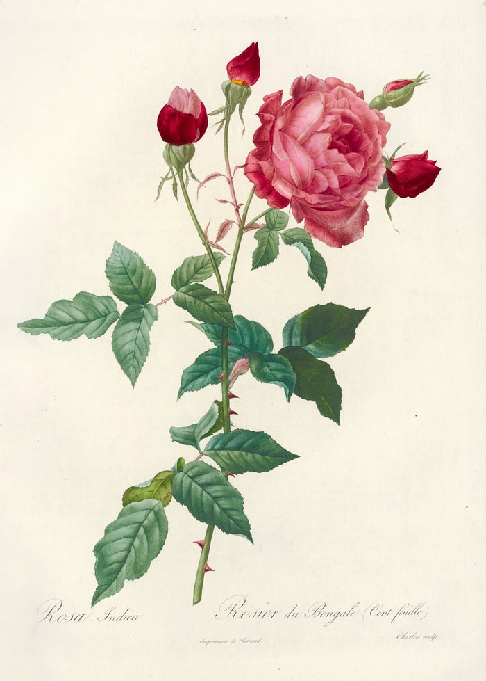 Rosa indica by Pierre Joseph Redouté, 1817