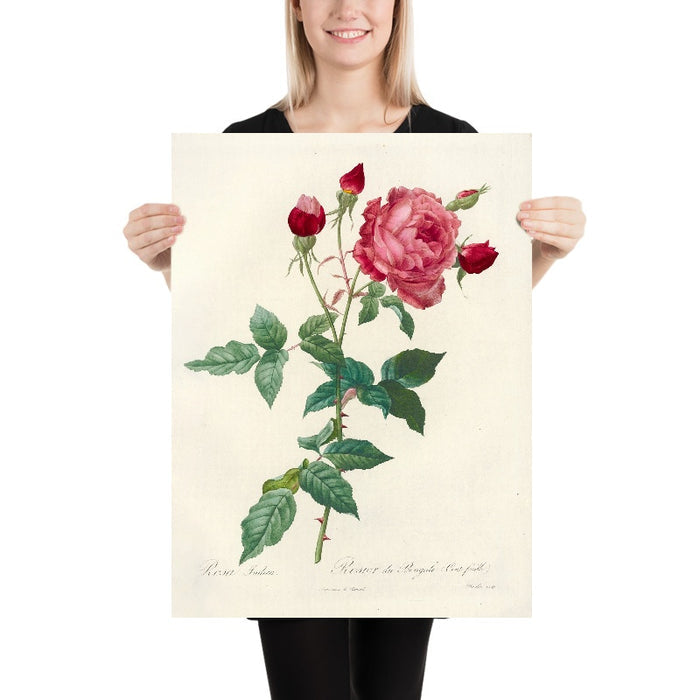 Rosa indica by Pierre Joseph Redouté, 1817