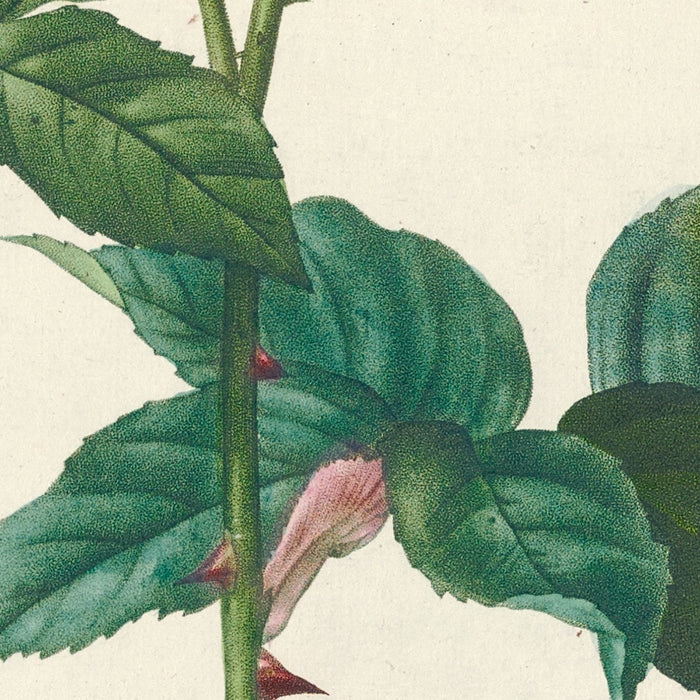 Rosa indica by Pierre Joseph Redouté, 1817
