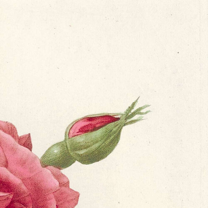 Rosa indica by Pierre Joseph Redouté, 1817