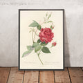 A framed image of Rosa Indica Cruenta by Pierre Joseph Redouté, 1817