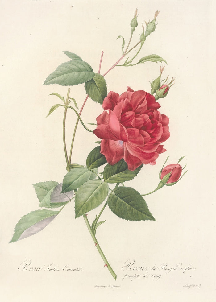Rosa Indica Cruenta by Pierre Joseph Redouté, 1817