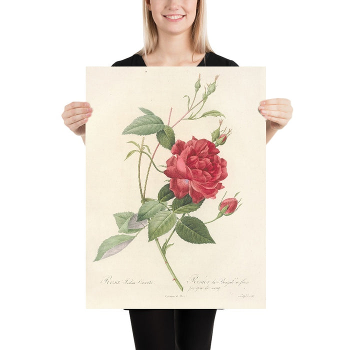 Rosa Indica Cruenta by Pierre Joseph Redouté, 1817