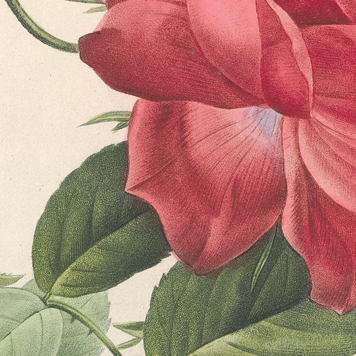 Rosa Indica Cruenta by Pierre Joseph Redouté, 1817