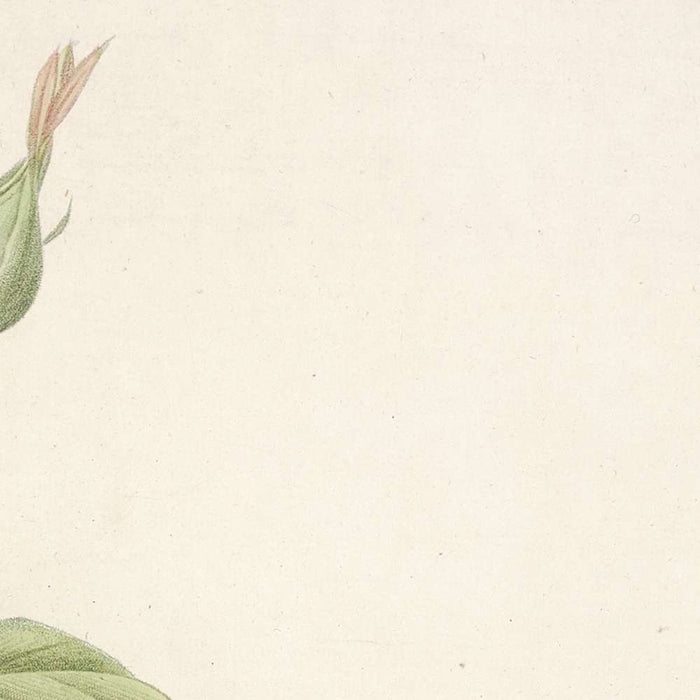 Rosa Indica Cruenta by Pierre Joseph Redouté, 1817