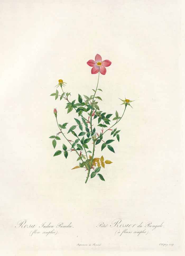 Rosa indica pumila (Single-Flowered Bengal Rose) by Pierre Joseph Redouté, 1817