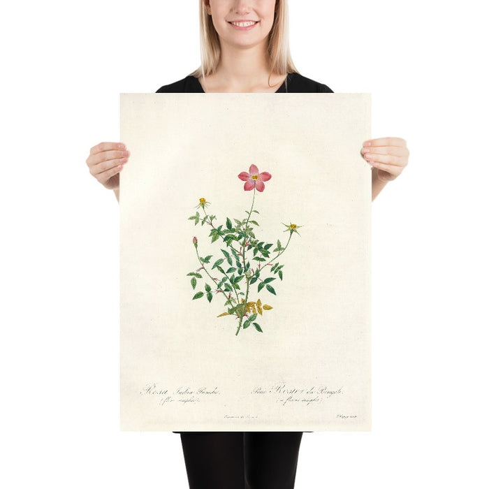 Rosa indica pumila (Single-Flowered Bengal Rose) by Pierre Joseph Redouté, 1817
