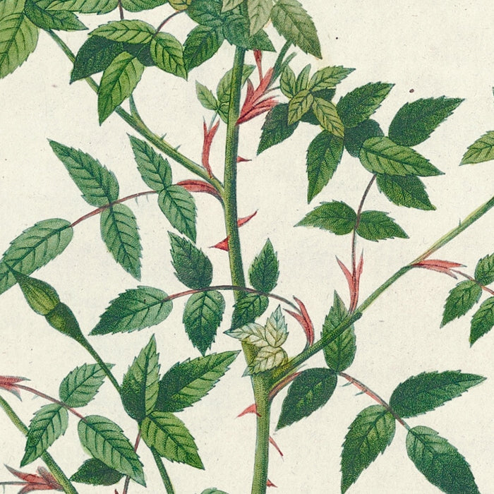 Rosa indica pumila (Single-Flowered Bengal Rose) by Pierre Joseph Redouté, 1817