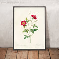 A framed image of Rosa Indica Stelligera by Pierre Joseph Redouté, 1817