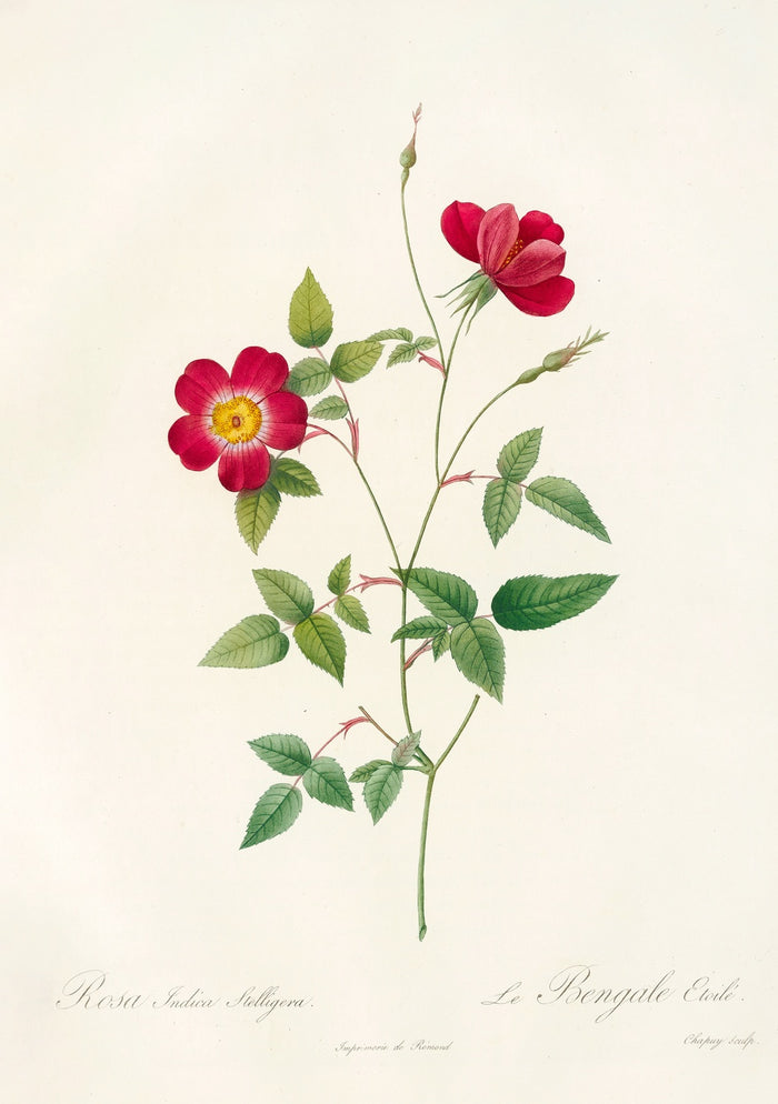 Rosa Indica Stelligera by Pierre Joseph Redouté, 1817