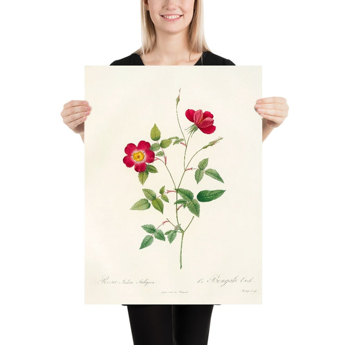 Rosa Indica Stelligera by Pierre Joseph Redouté, 1817