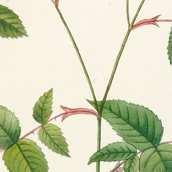 Rosa Indica Stelligera by Pierre Joseph Redouté, 1817