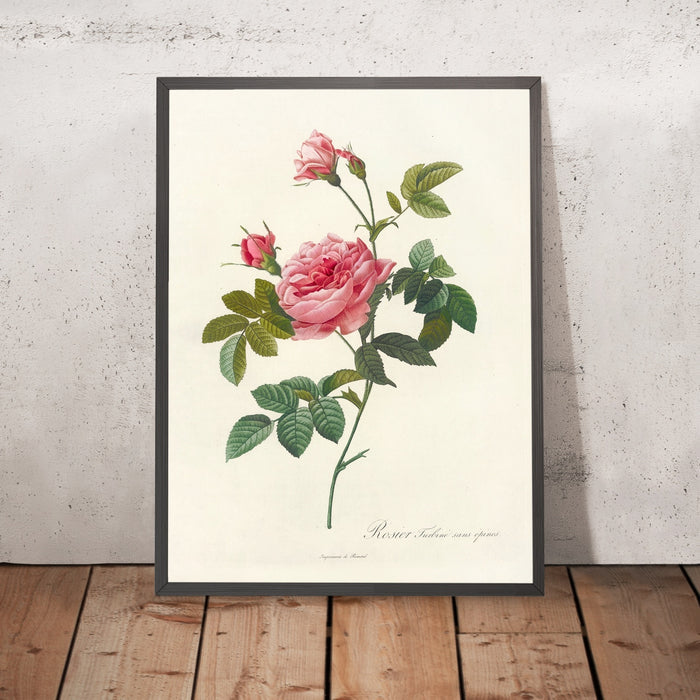 A framed image of Rosa inermis by Pierre Joseph Redouté, 1817
