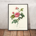 A framed image of Rosa inermis by Pierre Joseph Redouté, 1817