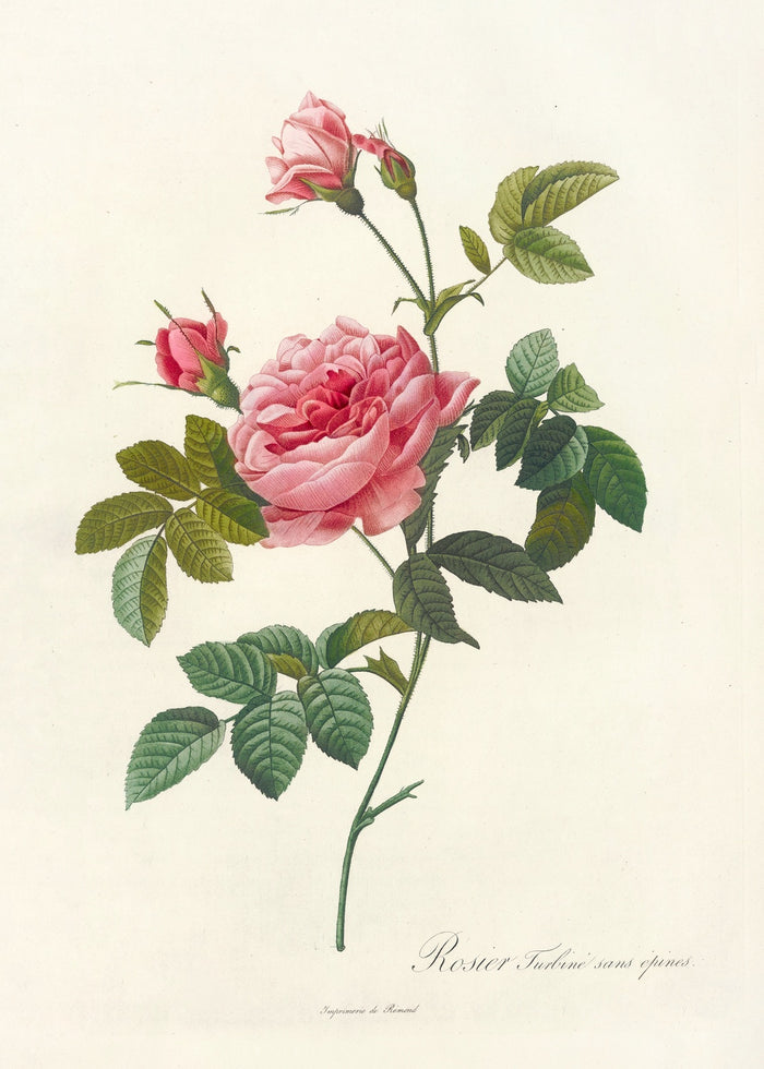 Rosa inermis by Pierre Joseph Redouté, 1817