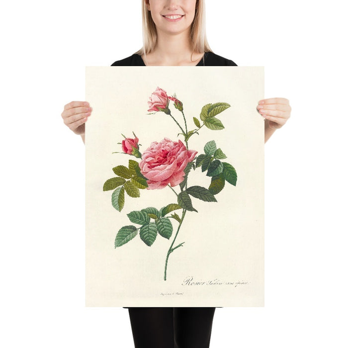 Rosa inermis by Pierre Joseph Redouté, 1817