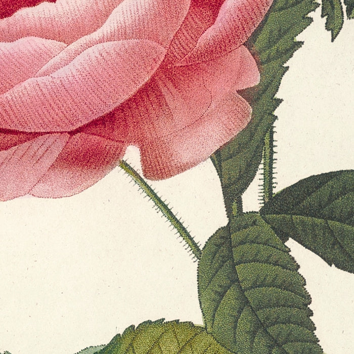 Rosa inermis by Pierre Joseph Redouté, 1817