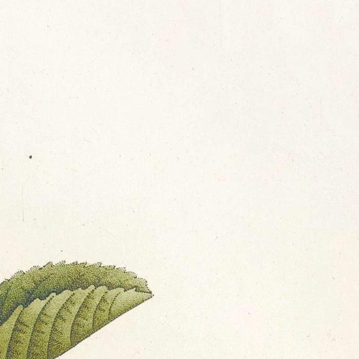 Rosa inermis by Pierre Joseph Redouté, 1817