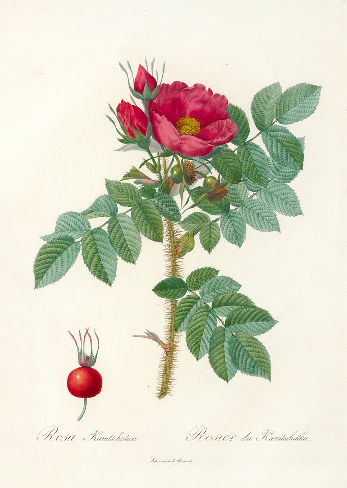 Rosa kamtschatica by Pierre Joseph Redouté, 1817