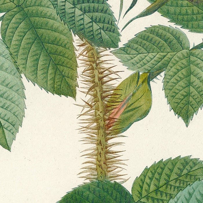 Rosa kamtschatica by Pierre Joseph Redouté, 1817