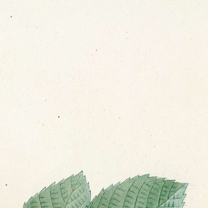 Rosa kamtschatica by Pierre Joseph Redouté, 1817