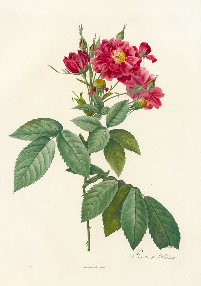 Rosa L’heritieranea by Pierre Joseph Redouté, 1817