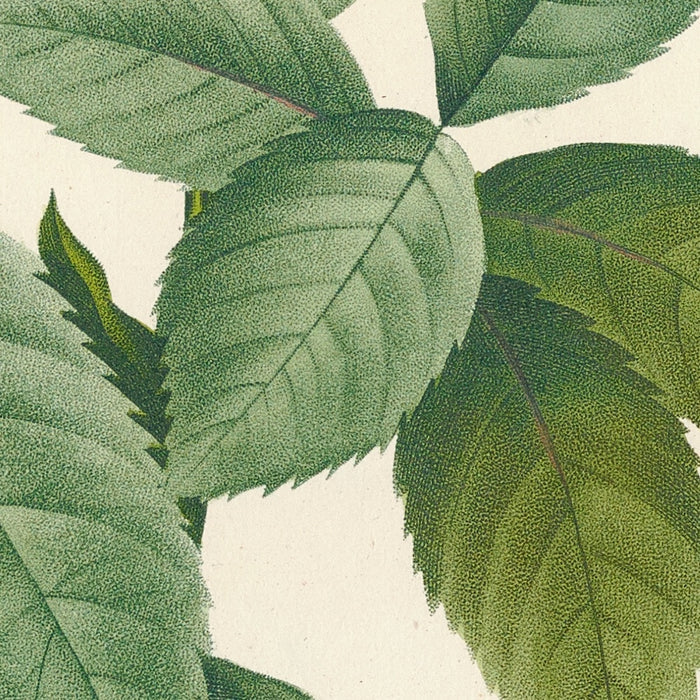 Rosa L’heritieranea by Pierre Joseph Redouté, 1817