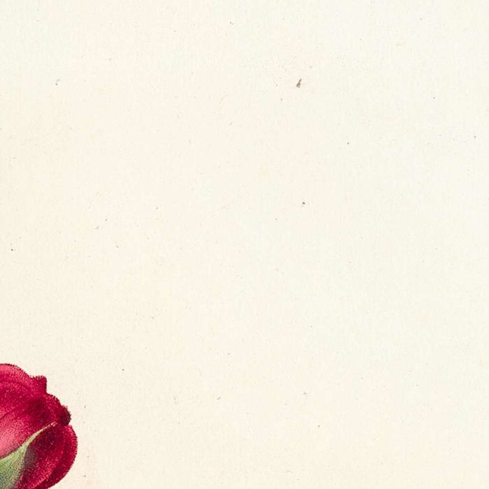 Rosa L’heritieranea by Pierre Joseph Redouté, 1817