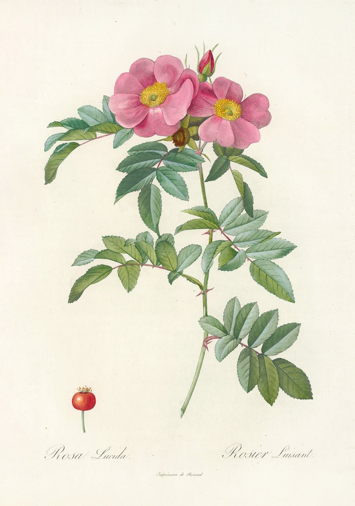 Rosa lucida by Pierre Joseph Redouté, 1817