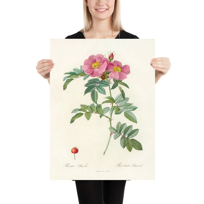 Rosa lucida by Pierre Joseph Redouté, 1817