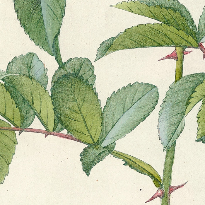 Rosa lucida by Pierre Joseph Redouté, 1817