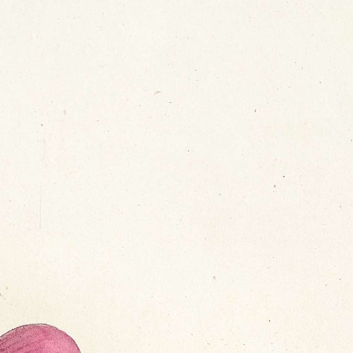 Rosa lucida by Pierre Joseph Redouté, 1817