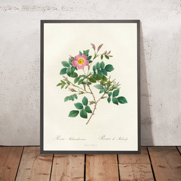 A framed image of Rosa Malmundariensis by Pierre Joseph Redouté, 1817