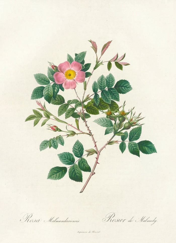 Rosa Malmundariensis by Pierre Joseph Redouté, 1817