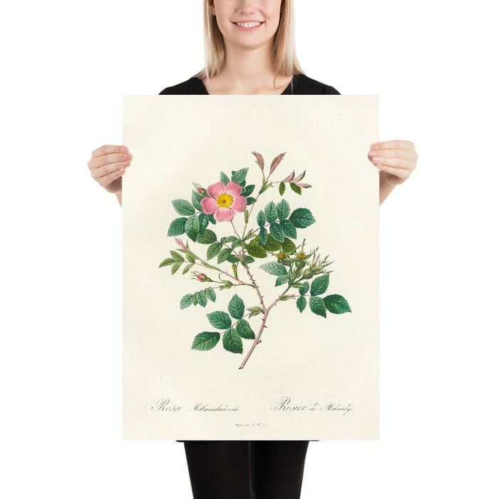 Rosa Malmundariensis by Pierre Joseph Redouté, 1817