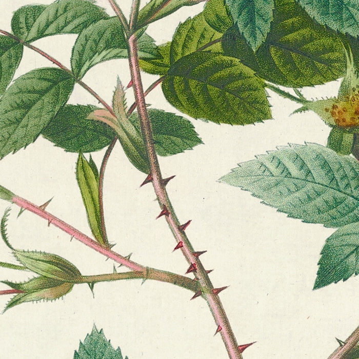 Rosa Malmundariensis by Pierre Joseph Redouté, 1817