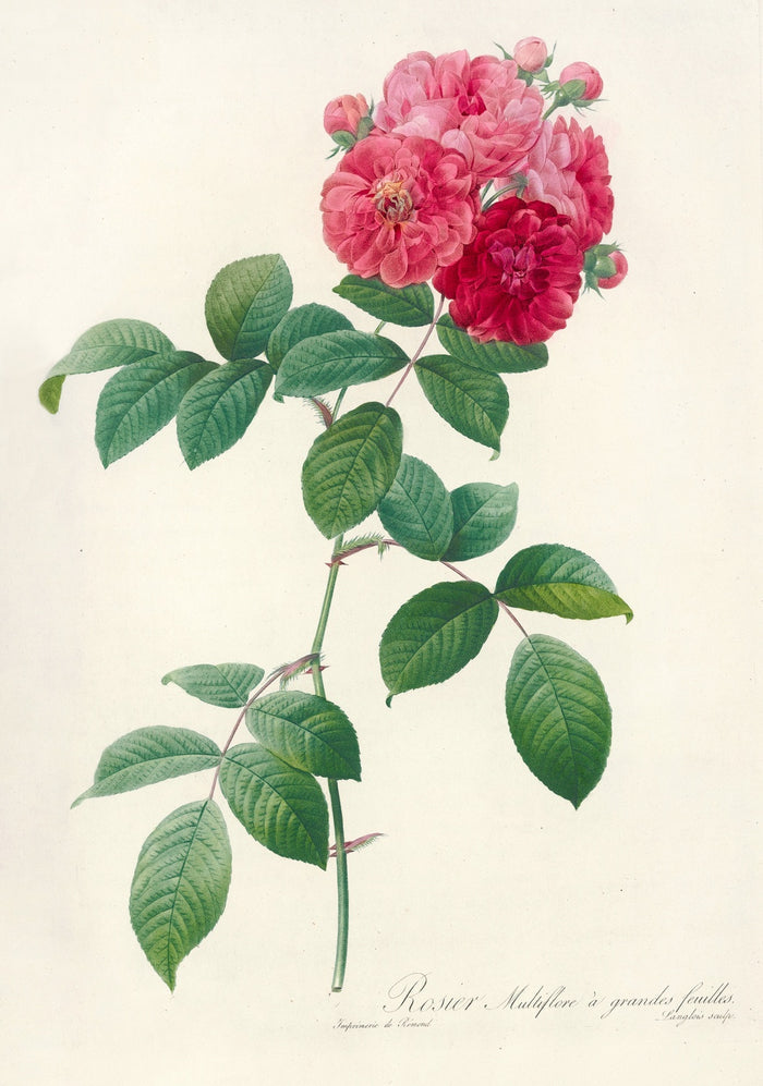 Rosa multiflora platyphylla by Pierre Joseph Redouté, 1817