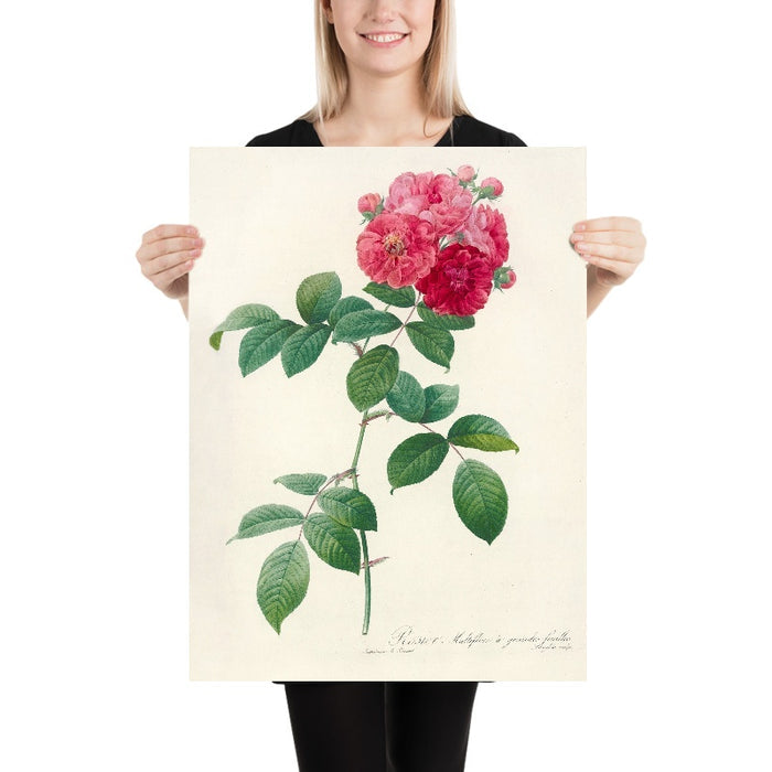 Rosa multiflora platyphylla by Pierre Joseph Redouté, 1817
