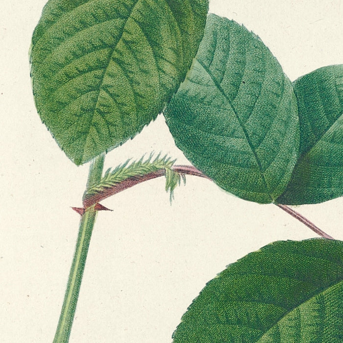 Rosa multiflora platyphylla by Pierre Joseph Redouté, 1817