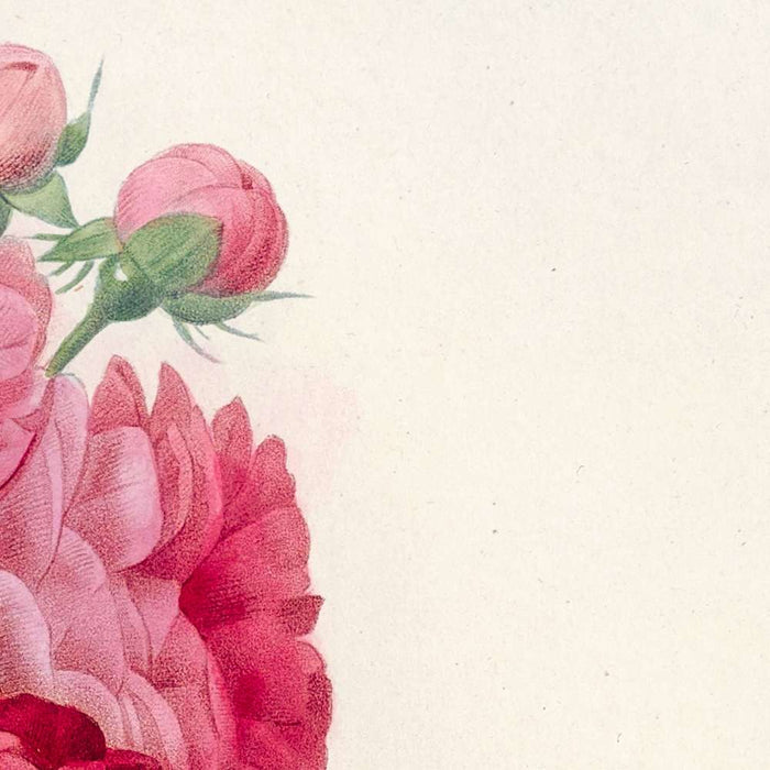 Rosa multiflora platyphylla by Pierre Joseph Redouté, 1817