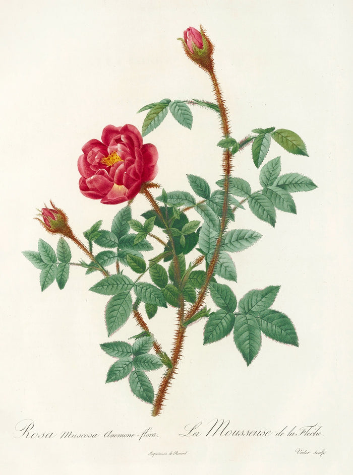 Rosa Muscosa Anemone-Flora by Pierre Joseph Redouté, 1817