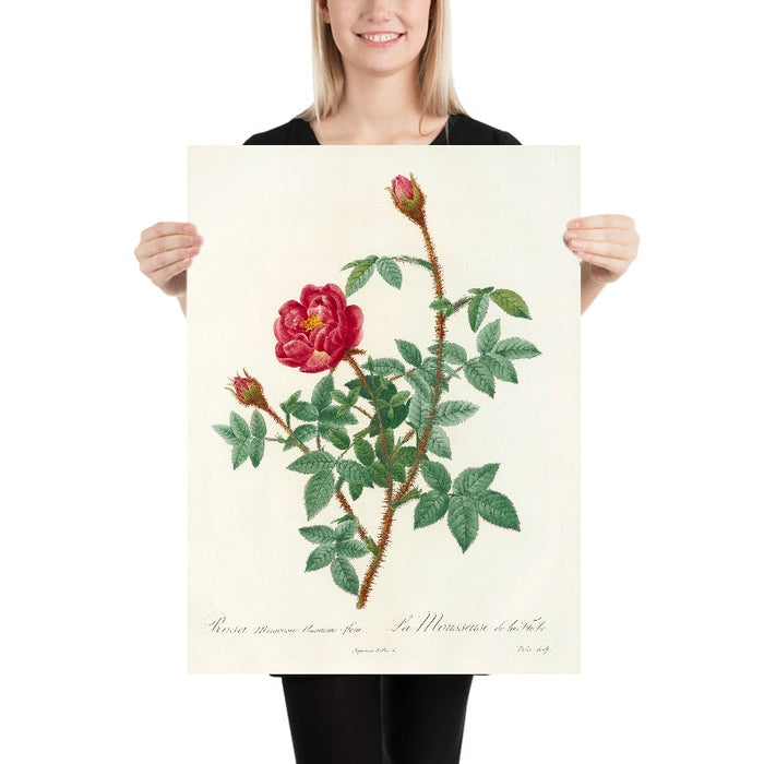 Rosa Muscosa Anemone-Flora by Pierre Joseph Redouté, 1817