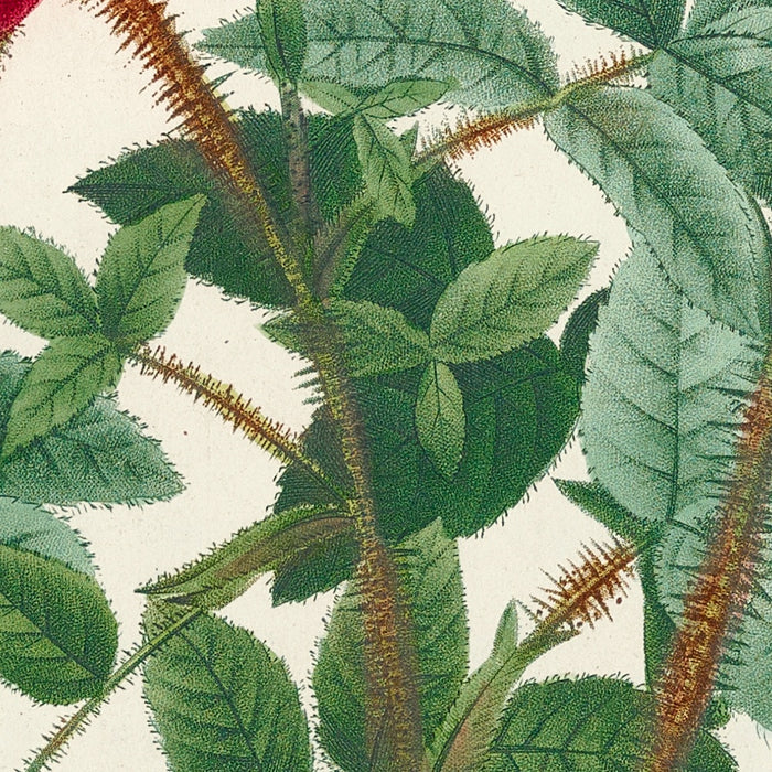 Rosa Muscosa Anemone-Flora by Pierre Joseph Redouté, 1817