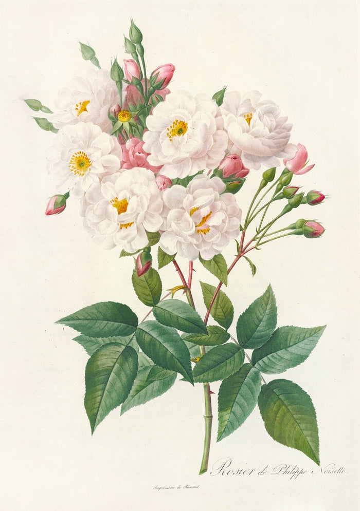 Rosa Noisettiana by Pierre Joseph Redouté, 1817