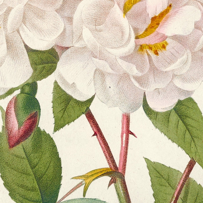 Rosa Noisettiana by Pierre Joseph Redouté, 1817
