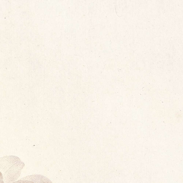 Rosa Noisettiana by Pierre Joseph Redouté, 1817